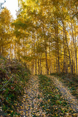 Autumn landscape. Beautiful birch trees. Walk in the birch forest. Natural background. Place to insert text.