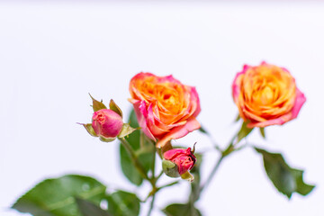 Small Pink and Orange Cut Roses in White Vase