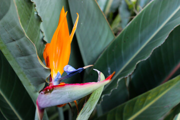 Beautiful bird of paradise flower (Strelitzia sp)