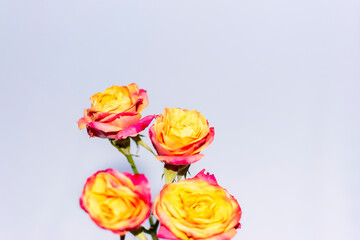 Small Pink and Orange Cut Roses in White Vase