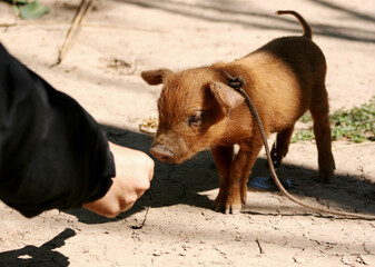 Cute brown piglet smelling something from a hand in a farm, Chaco