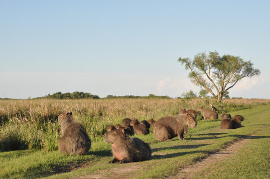 Numerous family of the capybara (Hydrochoerus hydrochaeris) resting on the road in the Iberá wetland, Argentina, South America