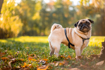 A pug dog walks in the autumn park along the yellow leaves against the background of trees and autumn forest.