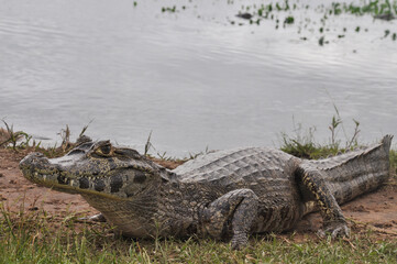 Huge caiman (Caiman yacare) on the shore of a lagoon in Iberá wetland, South America
