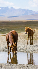 Wild horses at lake songkol