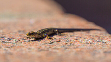 Small lizard