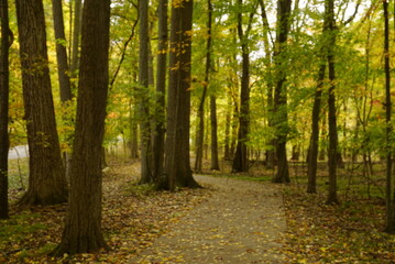Autumn Walk