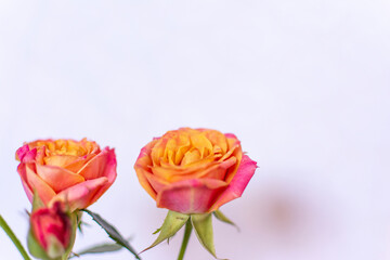Small Pink and Orange Cut Roses in White Vase