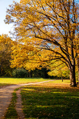 Autumn forest landscape with rays of warm light on golden foliage and path