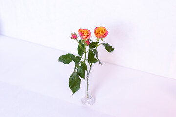 Small Pink and Orange Cut Roses in White Vase