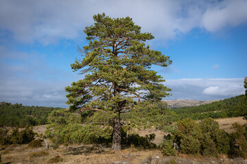 Pinus sylvestris, Scots Pine