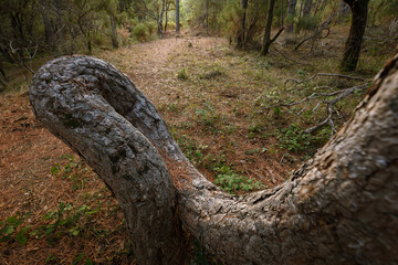 Scots Tree