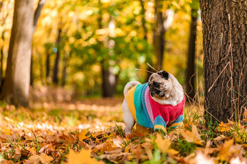 Autumn dog pug in a warm sweater stands in colorful leaves in the forest. Looks at the sun's rays. Romantic, happy pet of Golden autumn, mood. Copy Space