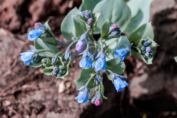 Oysterleaf (Mertensia maritima) on the shore