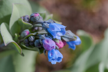 Oysterleaf (Mertensia maritima) on the shore