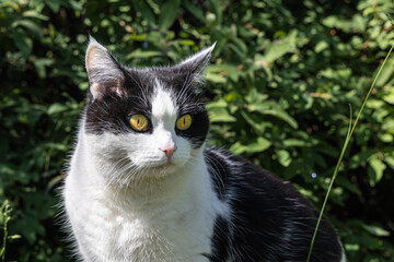 Beautiful adult young black and white cat with big yellow eyes sits on the green background in a yard in summer