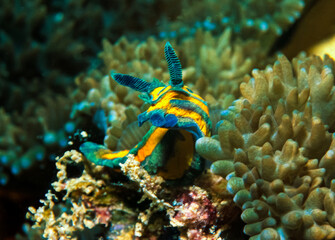 Nudibranch Unidentified - Chuuk (Druk Lagoon) Micronesia