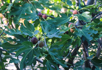 green fig tree in a fruit orchard