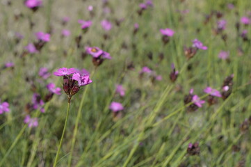 Closeup dianthus carthusianorum commonly known as Carthusian Pink with blurred background in garden