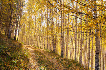 Autumn landscape. Beautiful birch trees. Walk in the birch forest. Natural background. Place to insert text.