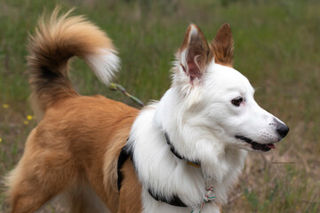 border collie dog