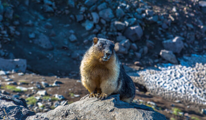 Furry mountain gopher close-up with brown and black coloring looks directly into the camera