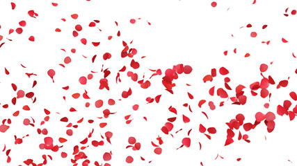 舞い落ちるバラの花びら