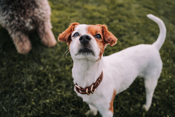 A beautiful small dog having fun in the park. It is looking at something closely near the camera. It has brown and white fur. Pets outdoors