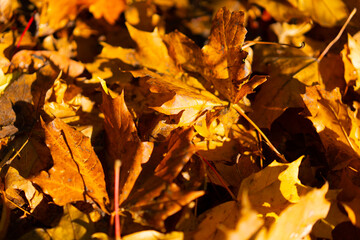 Colorful background image of fallen autumn red and orange leaves perfect for seasonal use. 