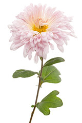 Pink chrysanthemum flower, isolated on white background