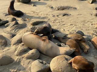 Baby Sea Lion Nursing While Mom Sleeps (La Jolla, San Diego, California)