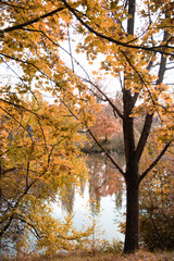 Herbstbaum am Neckar