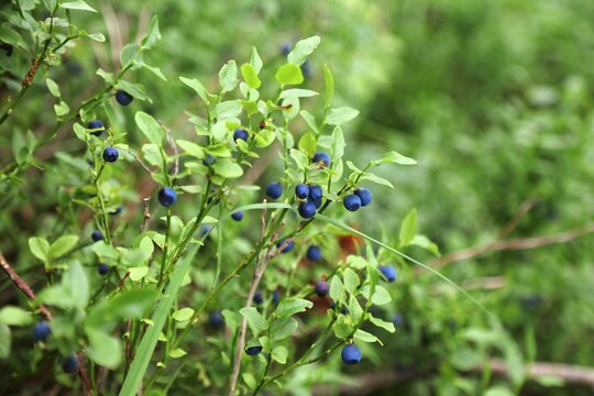 Bilberry (Vaccinium myrtillus)