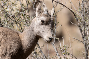 Bighorn Sheep in Waterton Canyon Autumn