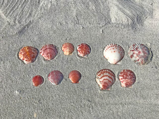 Shells on the beach. January 2018