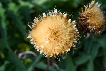 A dried cynara cardoon flower in the summer garden.