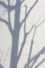 コンクリートの壁に映る木の影