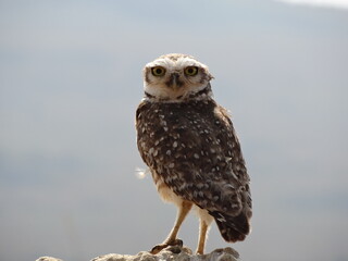 great horned owl in flight