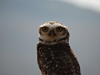 Obraz premium great horned owl in flight