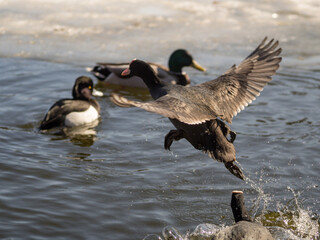 Mallard duck taking of from a pond