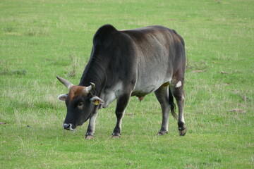 Zebu Bulle auf der Weide