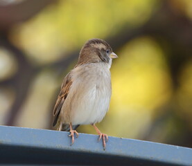 A Sparrow sits on the edge of a metal roof