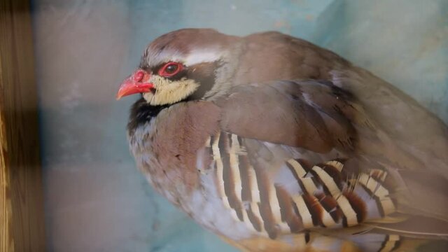 Close-up on a beautiful small Chukar bird.