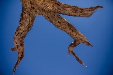 Abgestorbener Baum in der Wüste Namibias