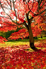 Autumn Acer Tree Westonbirt Arboretum Cotswolds Gloucestershire