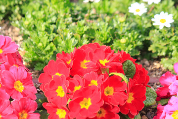 花壇に咲くきれいな花