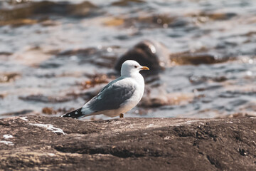 Seagull on a rock by the shore