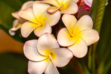 Macro abstract defocused art view of blooming white and pink plumeria (frangipani) flower blossoms under low light with an elegant ethereal texture