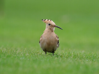Hoopoe, Upupa epops