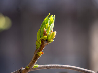 Close up of a green bud on a branch